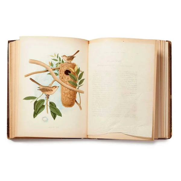 Best Nests And Eggs Of Birds Of The United States Books & Stationery